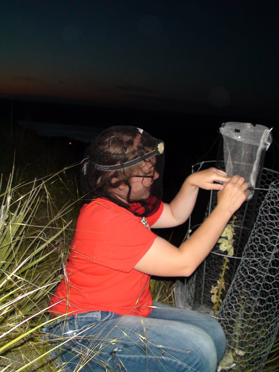 Undergraduate student Tiffany Riffle readies a yucca inflorescence for the experiment