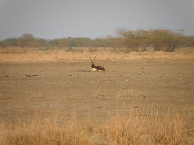 Territorial blackbuck male sitting on his dungpile in the middle of his solitary territory