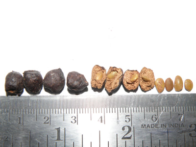 From left to right: Intact blackbuck dung pellet, broken blackbuck dung pellet with mesquite seeds, and extracted mesquite seeds
