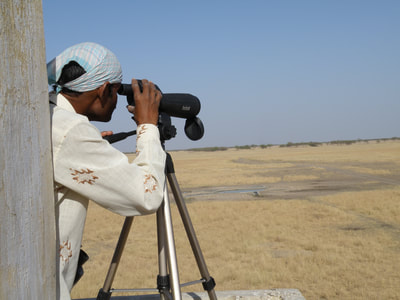 Field assistant Haji Khan scans the grassland to count blackbuck