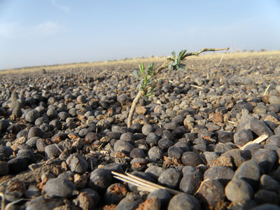 A seedling of the invasive woody tree, mesquite, emerges from a blackbuck dung pellet on a grass-free blackbuck lek