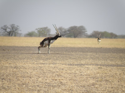 Blackbuck male adding to his dungpile on a classical lek