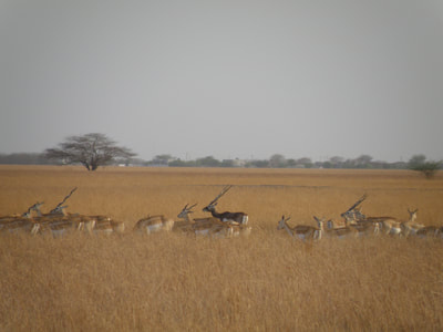 A female-dominated blackbuck group moving through the grassland