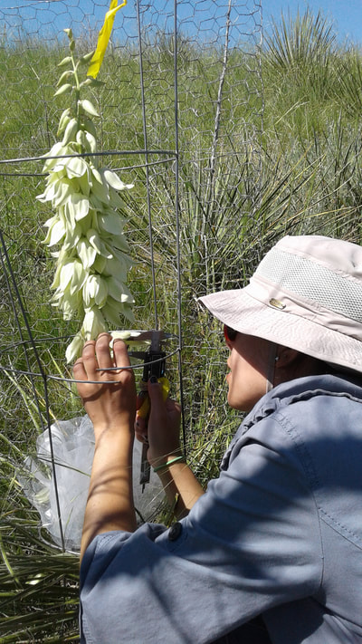 Undergraduate student Masiel Maza measuring the growth of a hand-pollinated yucca ovary